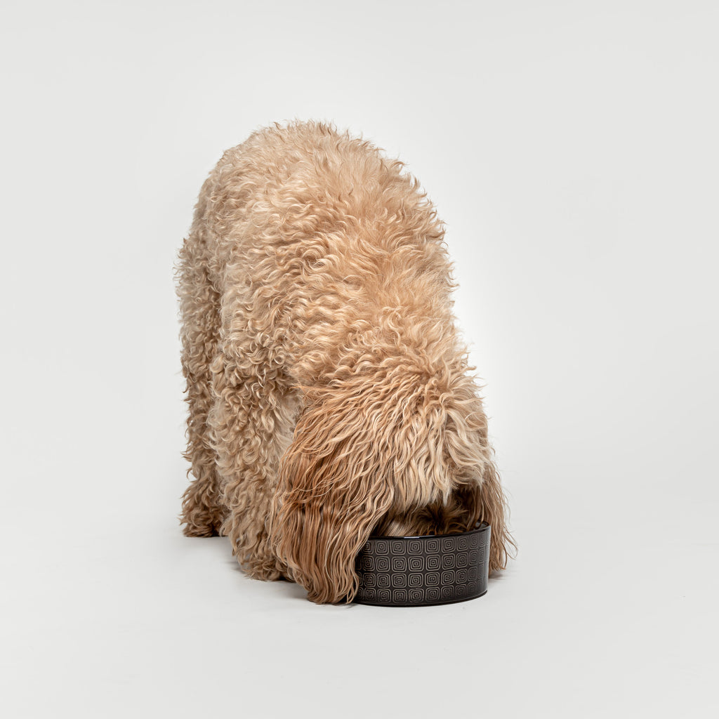 Dog Bowl Ferran Mocca from Cloud 7