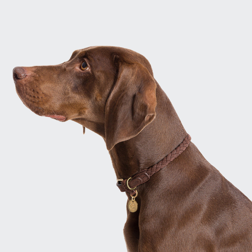 Ravello Dog Collar in Hazel from Cloud 7
