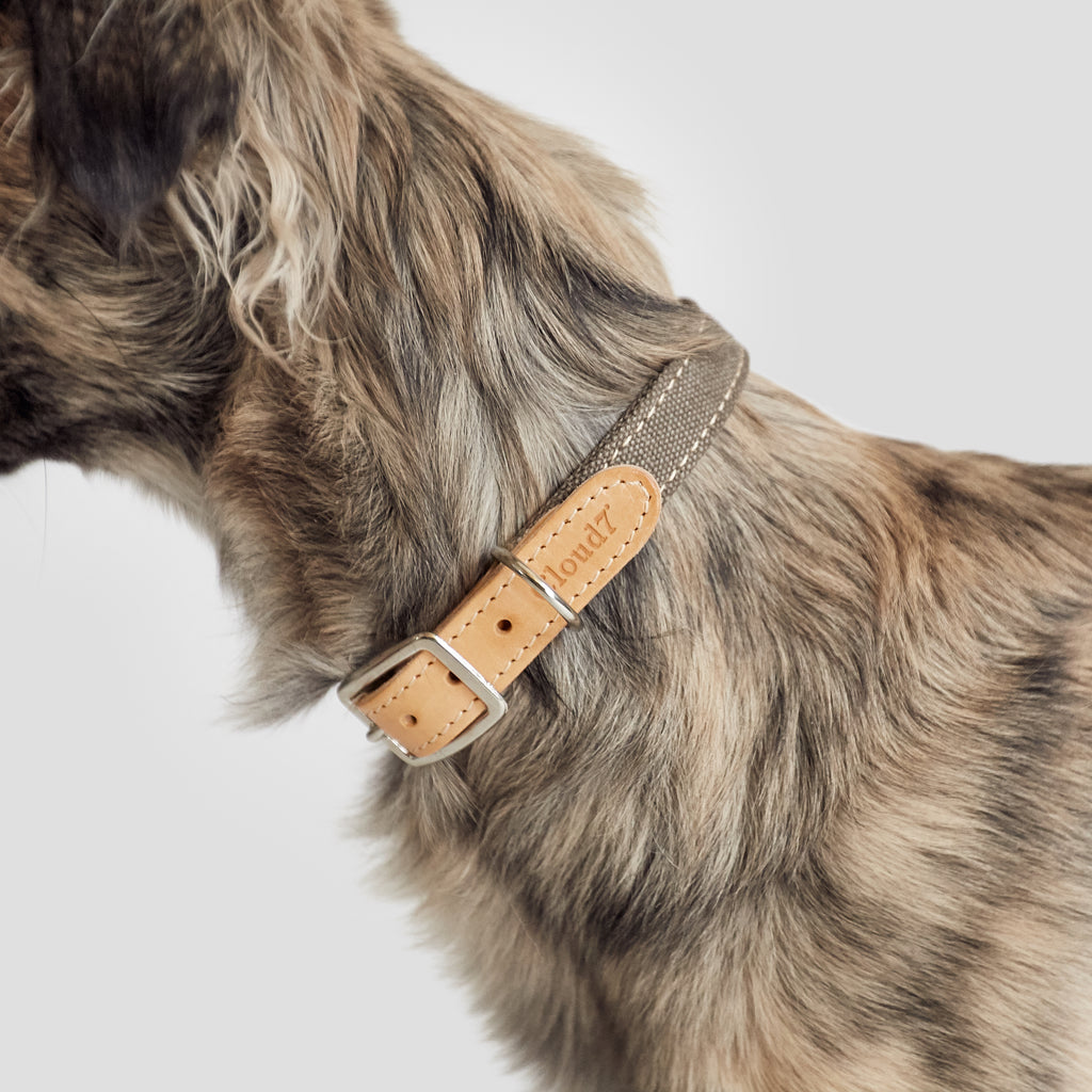 Tivoli Dog Collar in Greige from Cloud 7