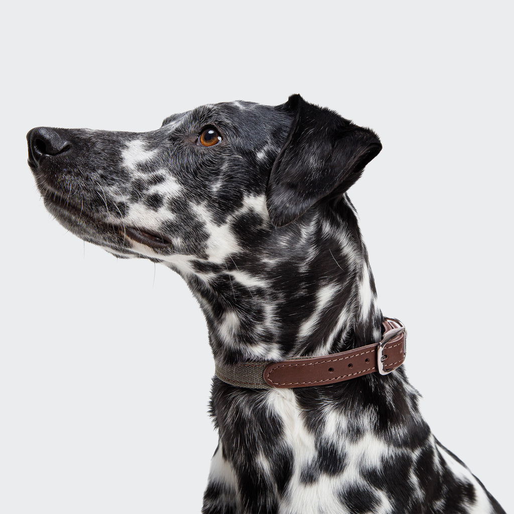 Tivoli Dog Collar in Olive from Cloud 7